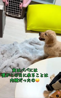 座るかんくろう君