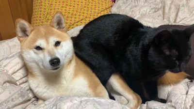 「どいてあげないの?」と声を掛けたら…