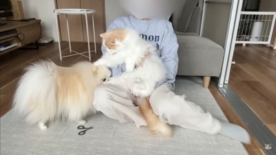 レモンさんを守ろうとするポテチくん4