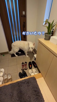 飼い主から視線を逸らして悲しそうな顔をする犬