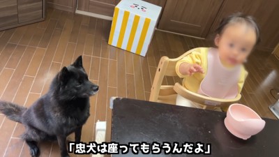 お座りで催促すると…