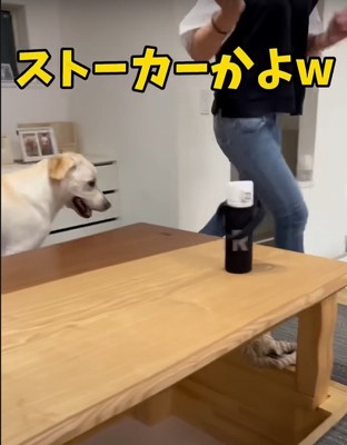 ストーカーのような犬