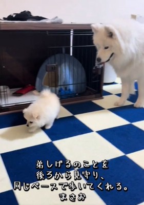 2匹の犬
