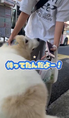 お姉さんを迎えに来たボンドくん9