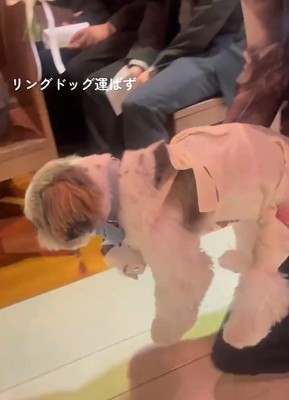 抱っこされる犬3