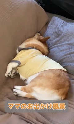 外出時のチリちゃんの対応の違い5