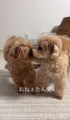仲良し姉妹の小型犬たち