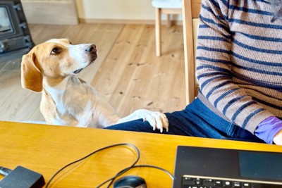 飼い主の足に手をかける犬