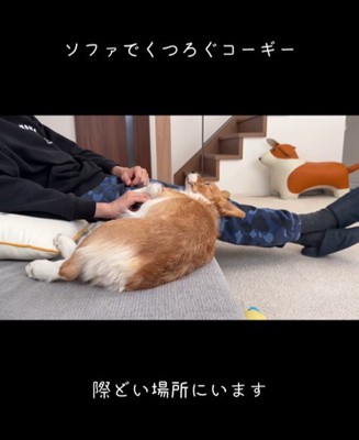 ソファから落ちたモナちゃん