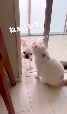 うどん君とあられちゃんの愉快なやり取り5