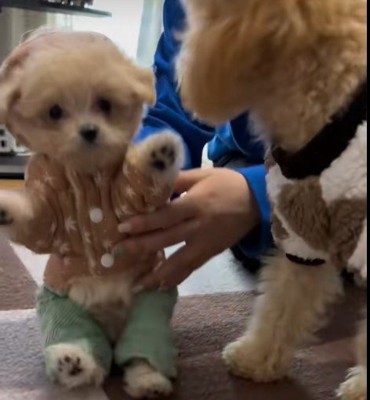 兄犬も心配そう