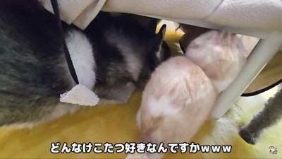 こたつに潜る2匹