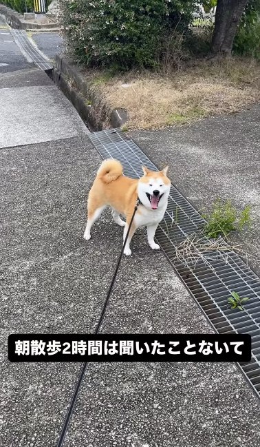 散歩中に立ち止まりあくびする柴犬