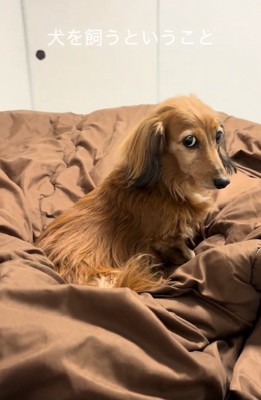 恨めしそうなティナちゃん