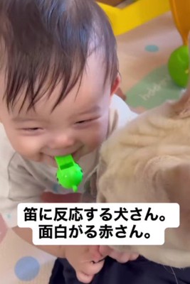 笛を吹いたら…