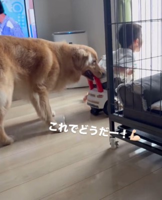 窓の前でおもちゃの車を止める犬