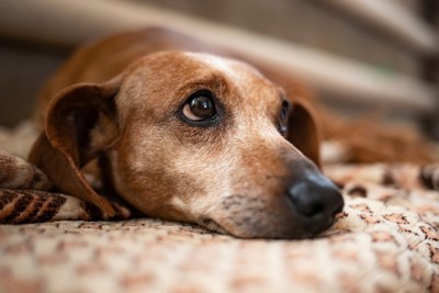 上目遣いで悲しげな表情の犬のアップ