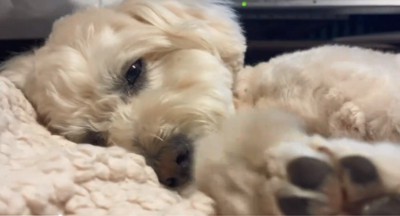 目を開けるワンコ