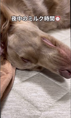 ルルちゃんと赤ちゃん2