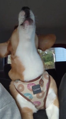 顔を天井に向け、音楽に合わせて遠吠えする犬