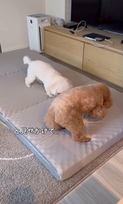 来客用のベッドが気に入ったレオくん9