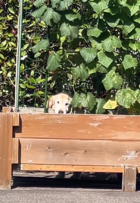 菜園へ来たりくくん