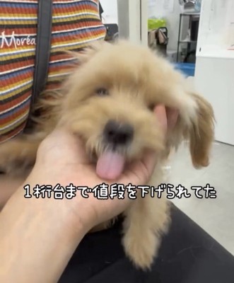 抱っこされて舌を出す犬