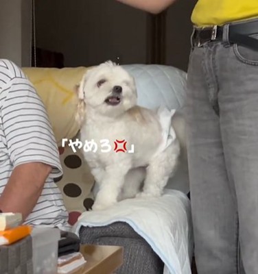 女性に威嚇する小型犬