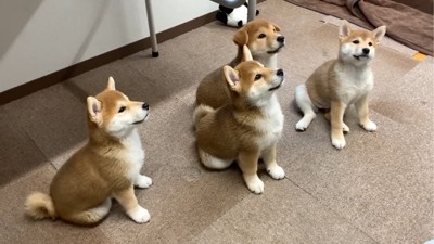 おすわりする4匹の子犬