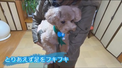 飼い主に抱きかかえられる犬