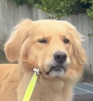 不満げな犬の顔