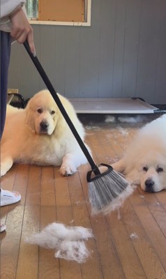 掃除中のグラくん&ダンボくん3