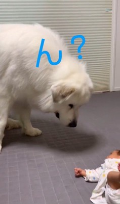 マハロくんと赤ちゃん6