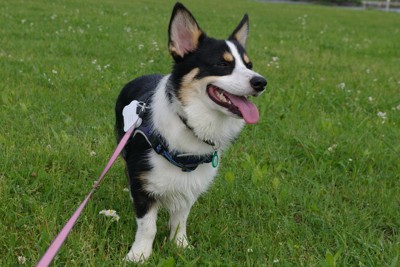 突然立ち止まり一点を見つめる犬