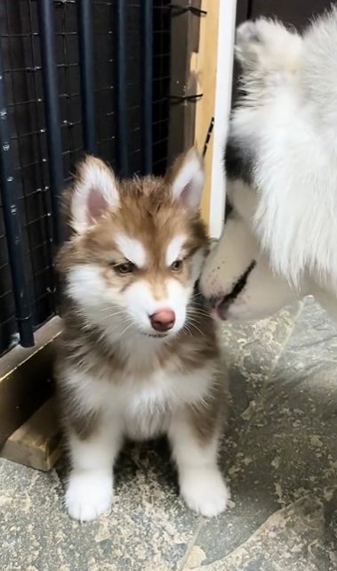 首元をグルーミングされる子犬のシベリアンハスキー