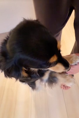 紬ちゃんのおねだり4