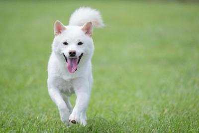 駆け寄ってくる白い犬