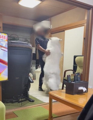 飛びかかる超大型犬