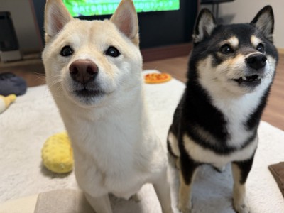 あざと可愛い