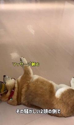 動物病院に来た3匹の柴犬9