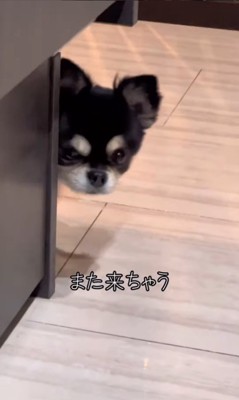 ここまるちゃんの寂しい時の行動6