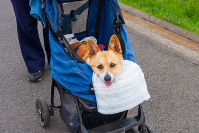 ドッグカートで散歩する老犬