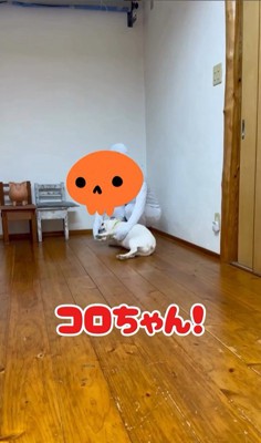 壁と同化したらコロちゃんは気づく？9