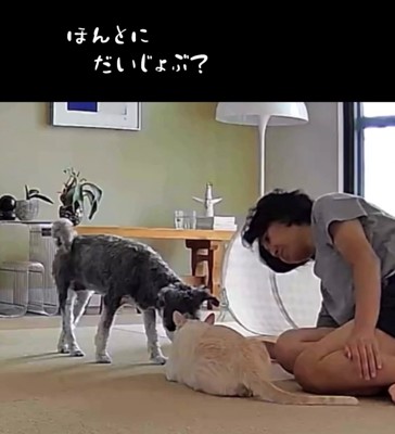 猫の隣で飼い主と一緒に様子を見る犬