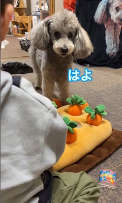 男の子が遊ぶ準備をするのを待つグリィくん6