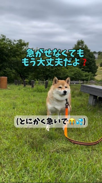 芝生でりきむ柴犬