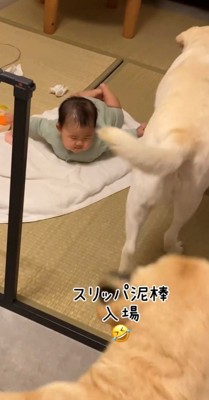 スリッパをくわえた2匹の犬が部屋に入ってくる場面