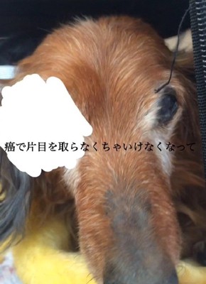 がんを患っても…