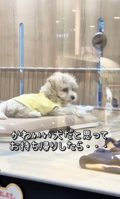 そらちゃんのお耳の変化