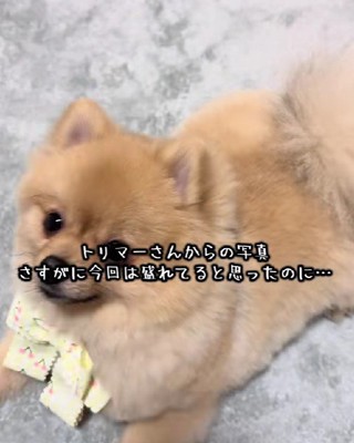 ふわふわでとっても可愛い!